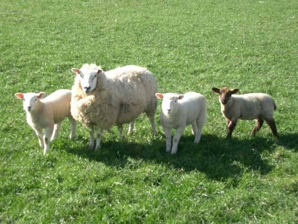 Q and Answer: Why does wool get shiny?