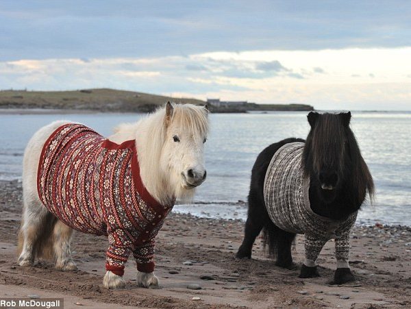 Shetland Ponies in the Shetlands wearing Shetland knits.