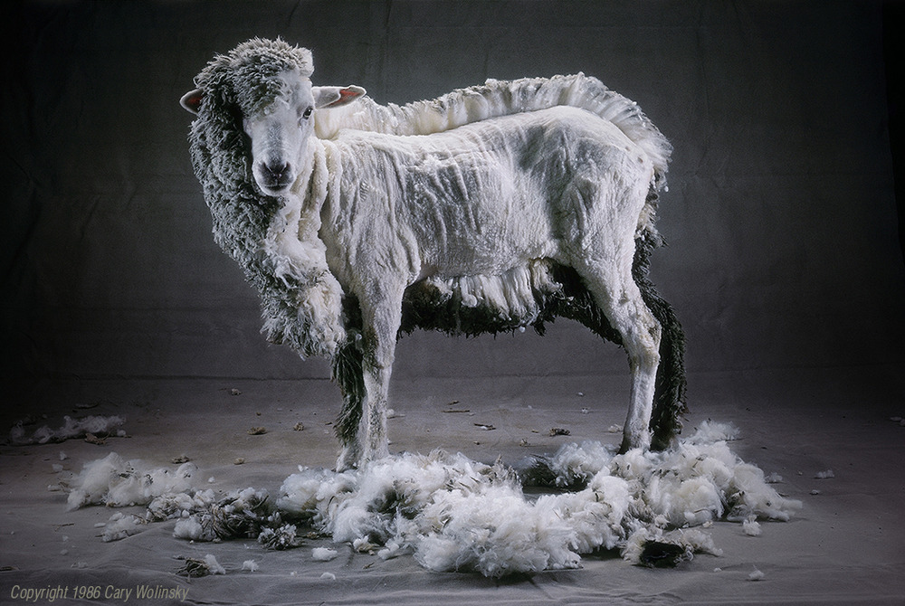 Half-Shorn Sheep, by photographer Cary Wolinsky, 1986