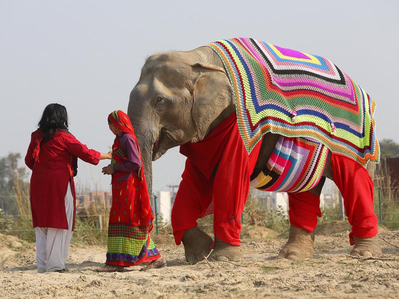 Women Knit Custom Sweaters for Elephants